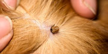 Qual č il modo piů efficace per proteggere il vostro cane dalle zecche?