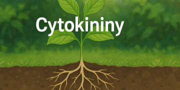 Citochinine