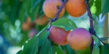 Consigli dei giardinieri: le migliori varietŕ di albicocche