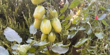 Come accelerare la maturazione dei pomodori a fine stagione