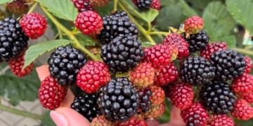 Come coltivare le more affinché siano grandi e dolci? I consigli di un giardiniere esperto