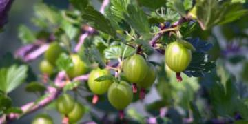 Un frutto spinoso che si scioglie in bocca: come coltivare le bacche di ribes?