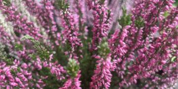 Erica: coltivazione, cura e piantagione sia in giardino che in vaso
