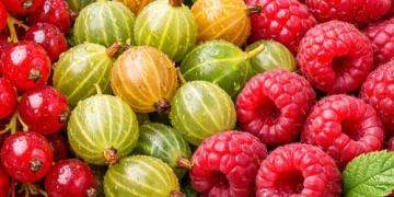 Potatura pre-primaverile degli arbusti da frutto: come potare ribes, uva spina e lamponi