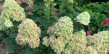 Come coltivare le ortensie a ciuffo? In questo modo fioriranno per tutta l'estate!