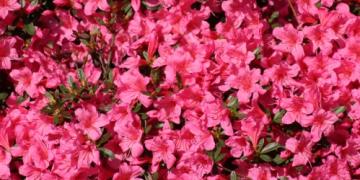 Azalea da esterno e da interno: piantagione, potatura e svernamento senza errori