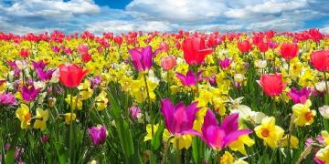 Pensate ai bulbi primaverili già in autunno. Vengono piantati prima del gelo