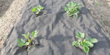 Come si possono utilizzare i tessuti intrecciati e non tessuti nel vostro giardino?