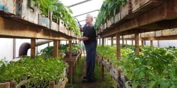Coltivazione di pomodori e peperoni: un noto orticoltore spiega come fare (+video)