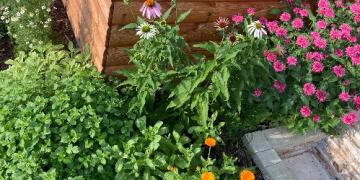 Avete delle erbe aromatiche che crescono nel vostro giardino? Scopritele prima degli afidi