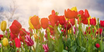 Quando si piantano i tulipani e come coltivarli correttamente?