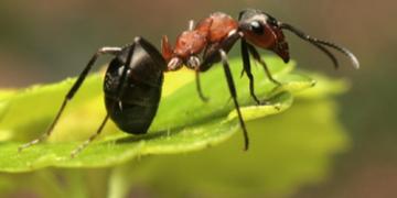 Sradicate una volta per tutte la sovrappopolazione di formiche in giardino!