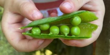 Piselli da sgranare: abbiamo provato altre varietŕ di piselli. Scoprite se ne vale la pena