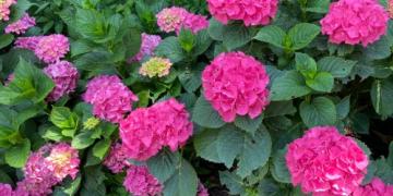 Quando tagliare le rose o le erbe ornamentali? Possiamo anche consigliarvi sulla lavanda