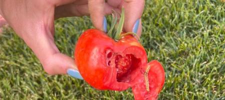 I fori sui pomodori sono opera della piogga del pomodoro