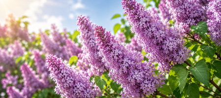 Quiz: Fiorisce, non fiorisce... Sapete di cosa hanno davvero bisogno le vostre piante?