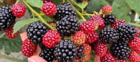 Come coltivare le more affinché siano grandi e dolci? I consigli di un giardiniere esperto
