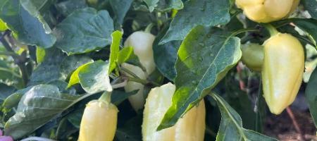 Peperoni carichi di frutti già all'inizio dell'estate senza serra