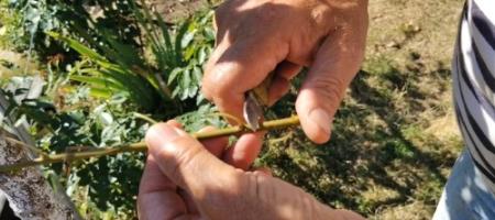 Come innestare un albicocco sotto la corteccia? Ján Vigoda ha mostrato la procedura direttamente nel giardino
