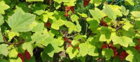 Guida completa alla coltivazione del ribes: piantagione, potatura, parassiti