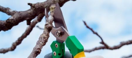 Come eseguire correttamente la potatura invernale in giardino?