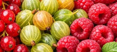 Potatura pre-primaverile degli arbusti da frutto: come potare ribes, uva spina e lamponi