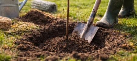 Piantare alberi da frutto: una guida completa all'impianto