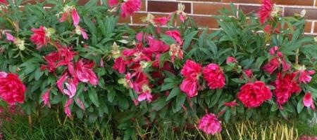 Peonie: come coltivarle, quando piantarle e cosa fare per farle fiorire in abbondanza