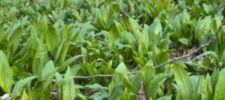 Come coltivare l'aglio orsino in casa e non confonderlo con il mughetto della foresta?