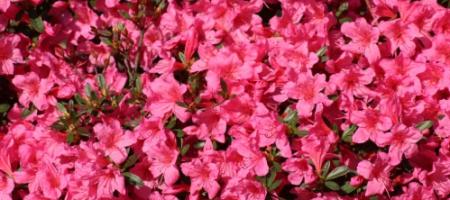 Azalea da esterno e da interno: piantagione, potatura, svernamento senza insetti