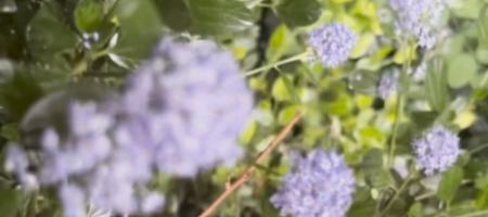 Il lillà della California in un giardino slovacco: come coltivare il ceanot
